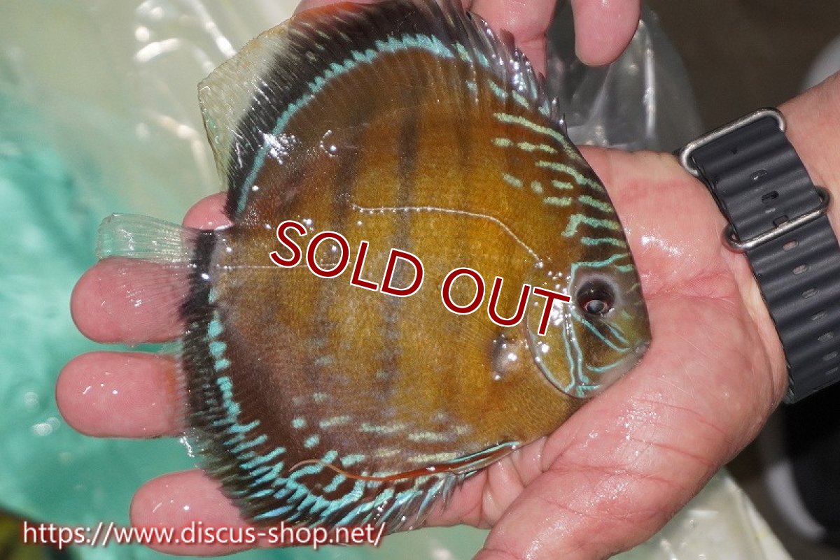 画像3: 【ワイルドディスカス】【通販】ラーゴクミナスーパーレッド【個体販売】15cm（生体）ラーゴクミナ産 (3)