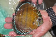 画像3: 【ワイルドディスカス】【通販】ラーゴクミナスーパーレッド【個体販売】15cm（生体）ラーゴクミナ産 (3)