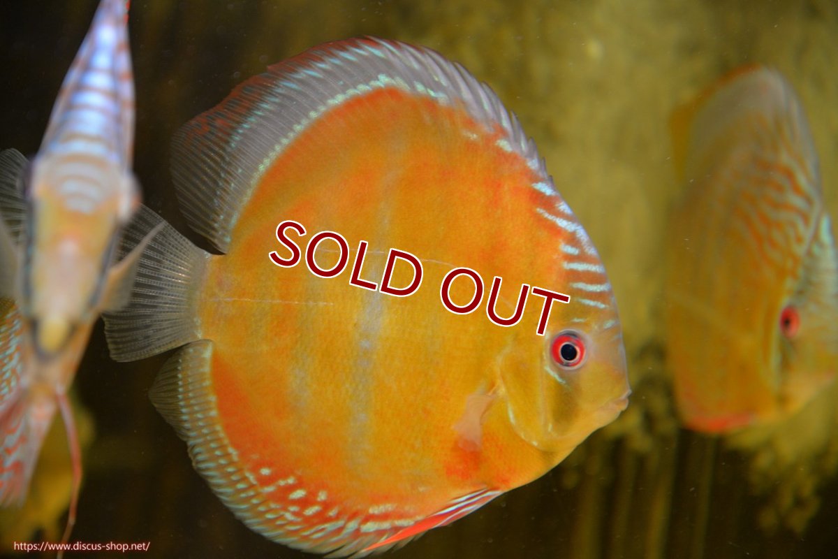 画像1: 【ワイルドディスカス】【通販】ラーゴクミナスーパーレッド【個体販売】15cm（生体）ラーゴクミナ産 (1)