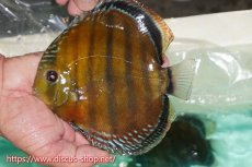 画像1: 【ワイルドディスカス】【通販】ラーゴクミナスーパーレッド【個体販売】15cm（生体）ラーゴクミナ産 (1)