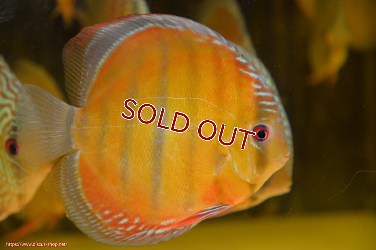 画像2: 【ワイルドディスカス】【通販】ラーゴクミナスーパーレッド【個体販売】15cm（生体）ラーゴクミナ産 (2)