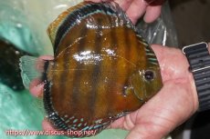 画像2: 【ワイルドディスカス】【通販】ラーゴクミナスーパーレッド【個体販売】15cm（生体）ラーゴクミナ産 (2)