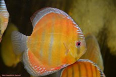 画像3: 【ワイルドディスカス】【通販】ラーゴクミナスーパーレッド【個体販売】15cm（生体）ラーゴクミナ産 (3)