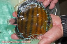 画像2: 【ワイルドディスカス】【通販】ラーゴクミナスーパーレッド【個体販売】15cm（生体）ラーゴクミナ産 (2)