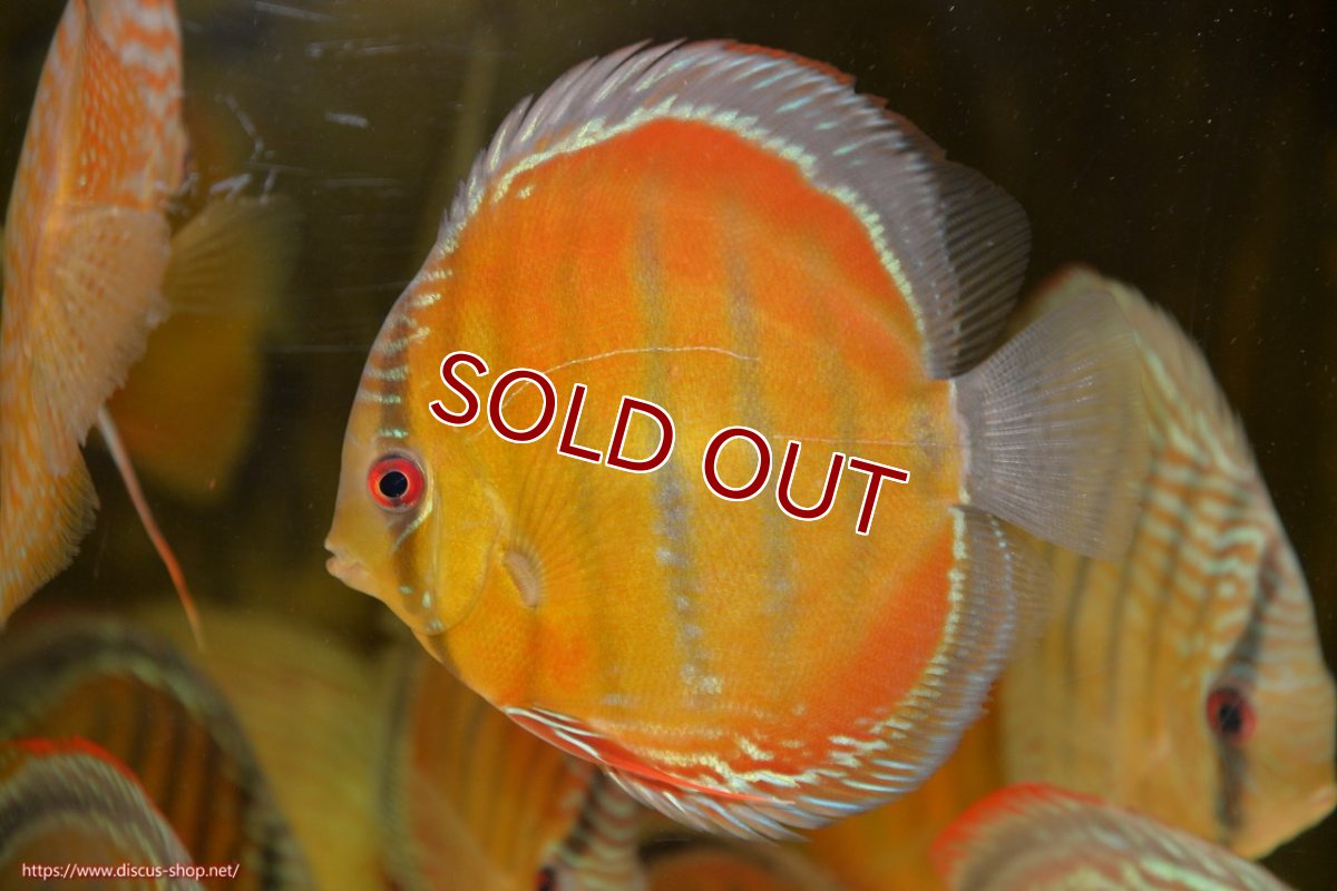 画像1: 【ワイルドディスカス】【通販】ラーゴクミナスーパーレッド【個体販売】15cm（生体）ラーゴクミナ産 (1)