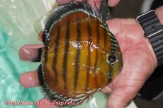 画像2: 【ワイルドディスカス】【通販】ラーゴクミナスーパーレッド【個体販売】15cm（生体）ラーゴクミナ産 (2)