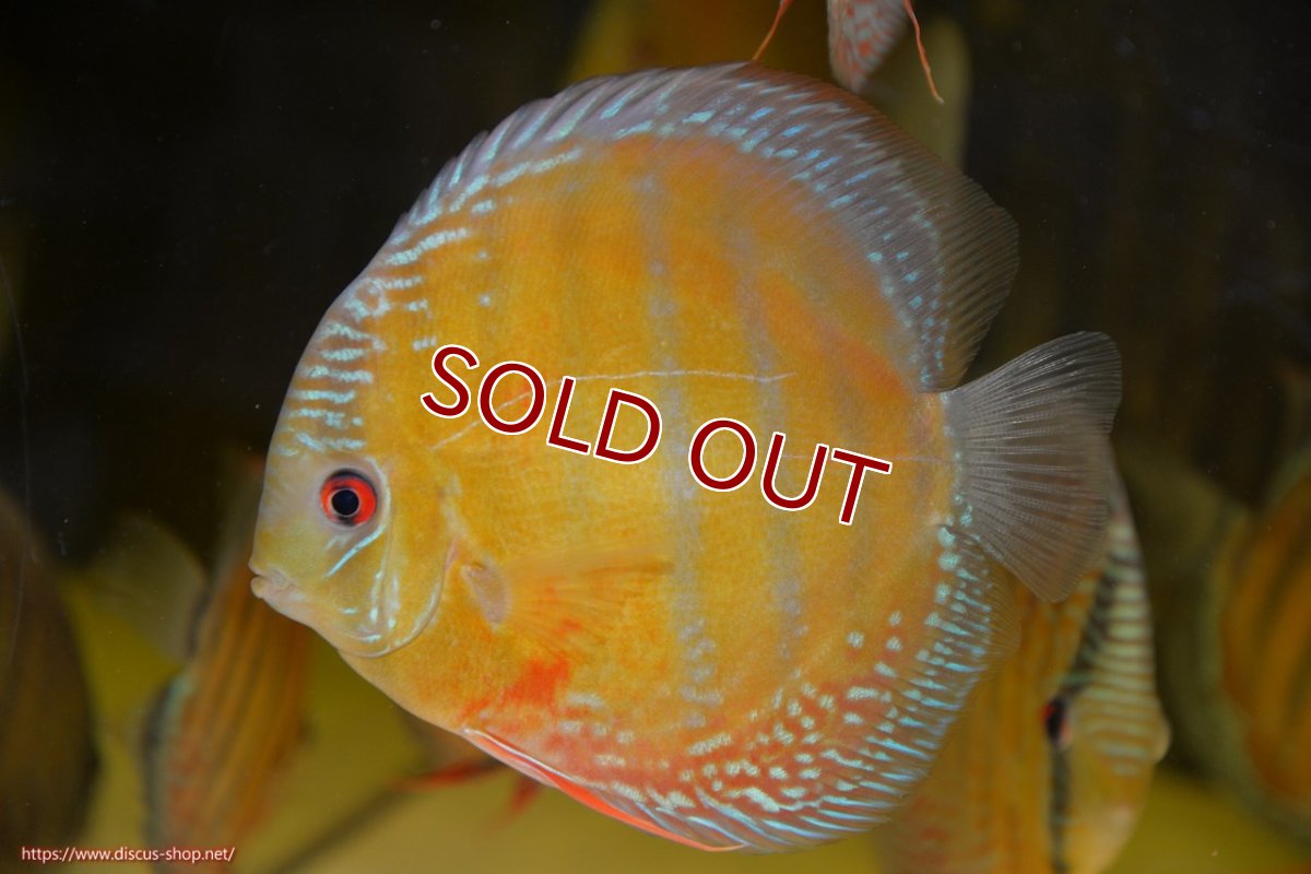 画像1: 【ワイルドディスカス】【通販】ラーゴクミナスーパーレッド【個体販売】16cm（生体）ラーゴクミナ産 (1)