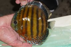 画像1: 【ワイルドディスカス】【通販】ラーゴクミナスーパーレッド【個体販売】16cm（生体）ラーゴクミナ産 (1)