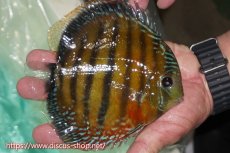 画像3: 【ワイルドディスカス】【通販】ラーゴクミナスーパーレッド【個体販売】16cm（生体）ラーゴクミナ産 (3)