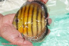 画像1: 【ワイルドディスカス】【通販】ラーゴクミナスーパーレッド【個体販売】15cm（生体）ラーゴクミナ産 (1)