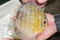 画像7: 【ワイルドディスカス】【通販】【激レア新産地】ラーゴアマニウ ロイヤル【個体販売】16-17cm（生体）アマニウ産 (7)