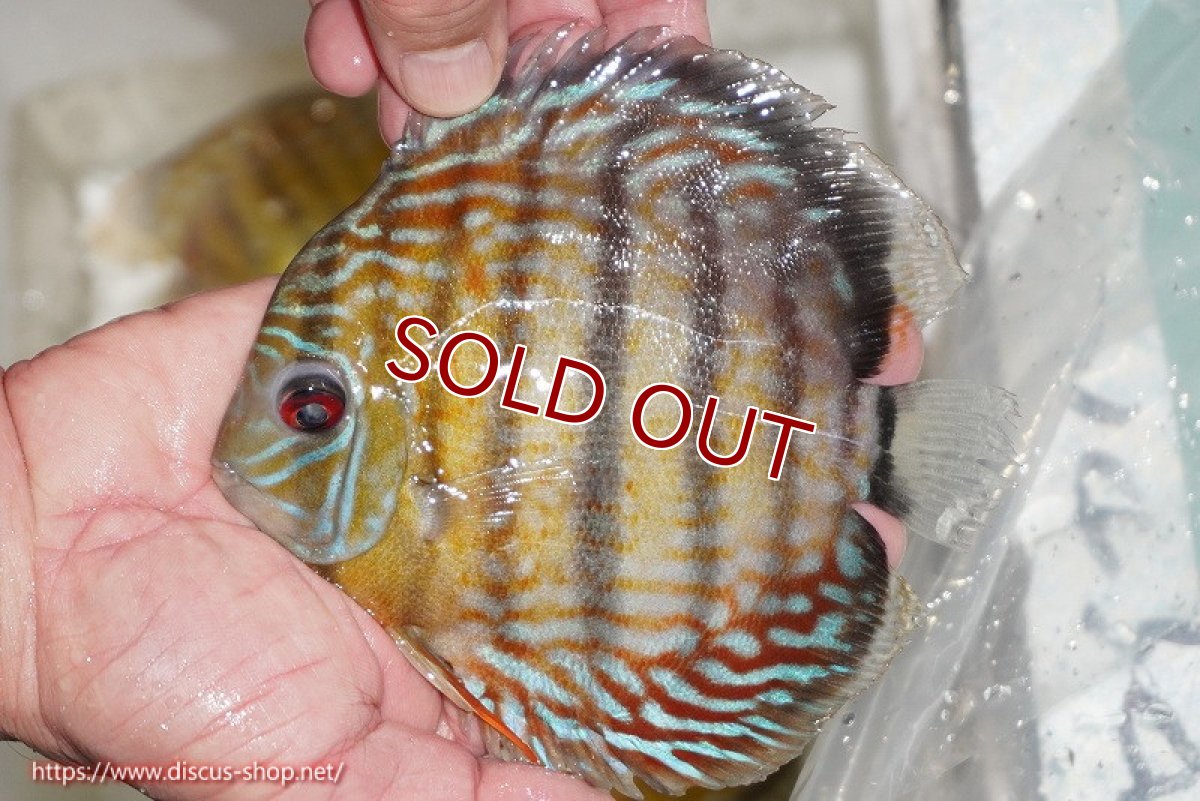 画像1: 【ワイルドディスカス】【通販】【激レア新産地】ラーゴアマニウ ロイヤル【個体販売】16-17cm（生体）アマニウ産 (1)