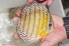 画像4: 【ワイルドディスカス】【通販】【激レア新産地】ラーゴアマニウ ロイヤル【個体販売】16-17cm（生体）アマニウ産 (4)