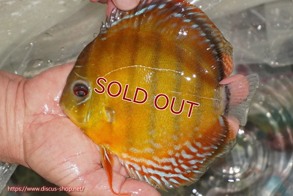 画像1: 【ワイルドディスカス】【通販】【激レア新産地】ラーゴアマニウ ブラッドレッド【個体販売】16-17cm（生体）アマニウ産 (1)