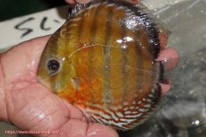 画像1: 【ワイルドディスカス】【通販】【激レア新産地】ラーゴアマニウ ブラッドレッド【個体販売】15-16cm（生体）アマニウ産 (1)