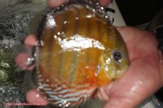画像2: 【ワイルドディスカス】【通販】【激レア新産地】ラーゴアマニウ ブラッドレッド【個体販売】15-16cm（生体）アマニウ産 (2)