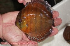 画像1: 【ワイルドディスカス】【通販】【入荷後未掲載個体】ラーゴアマニウ ブラッドレッド　ヤングスター【個体販売】10-12cm（生体）アマニウ産 (1)