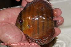 画像1: 【ワイルドディスカス】【通販】【入荷後未掲載個体】ラーゴアマニウ ブラッドレッド　ヤングスター【個体販売】10-12cm（生体）アマニウ産 (1)
