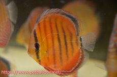 画像1: 【ワイルドディスカス】【通販】【入荷後未掲載個体】ラーゴアマニウ ブラッドレッド　ヤングスター【個体販売】10-12cm（生体）アマニウ産 (1)