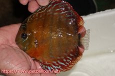 画像1: 【ワイルドディスカス】【通販】【入荷後未掲載個体】ラーゴアマニウ ブラッドレッド　ヤングスター（金目ーオレンジ目）【個体販売】10-12cm（生体）アマニウ産 (1)
