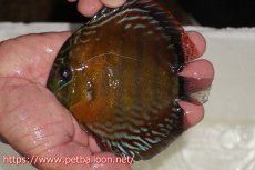 画像1: 【ワイルドディスカス】【通販】【入荷後未掲載個体】ラーゴアマニウ ブラッドレッド　ヤングスター（金目ーオレンジ目）【個体販売】10-12cm（生体）アマニウ産 (1)