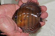 画像1: 【ワイルドディスカス】【通販】【入荷後未掲載個体】ラーゴアマニウ ブラッドレッド　ヤングスター【個体販売】10-11cm（生体）アマニウ産 (1)