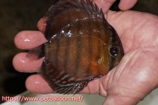 画像2: 【ワイルドディスカス】【通販】【入荷後未掲載個体】ラーゴアマニウ ブラッドレッド　ヤングスター【個体販売】10-11cm（生体）アマニウ産 (2)