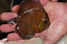 画像2: 【ワイルドディスカス】【通販】【入荷後未掲載個体】ラーゴアマニウ ブラッドレッド　ヤングスター【個体販売】10-11cm（生体）アマニウ産 (2)