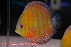 画像5: 【アーリーサマーセール10%OFFクーポン番号（10）対象商品】【ワイルドディスカス】【通販】【激レア新産地】ラーゴアマニウ ブラッドレッド【個体ペア販売】15-17cm（生体）アマニウ産 (5)
