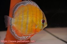 画像5: 【アーリーサマーセール10%OFFクーポン番号（10）対象商品】【ワイルドディスカス】【通販】【激レア新産地】ラーゴアマニウ ブラッドレッド【個体ペア販売】15-17cm（生体）アマニウ産 (5)