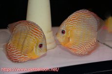 画像1: 【アーリーサマーセール10%OFFクーポン番号（10）対象商品】【ワイルドディスカス】【通販】【激レア新産地】ラーゴアマニウロイヤル【個体ペア販売】15-16cm（生体）アマニウ産 (1)