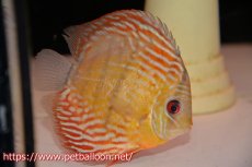 画像5: 【アーリーサマーセール10%OFFクーポン番号（10）対象商品】【ワイルドディスカス】【通販】【激レア新産地】ラーゴアマニウロイヤル【個体ペア販売】15-16cm（生体）アマニウ産 (5)