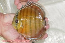 画像1: 【ワイルドディスカス】【通販】【激赤期待大】ラーゴアマニウブラッドレッド【個体販売】13-14cm（生体）ラーゴアマニウ産 (1)