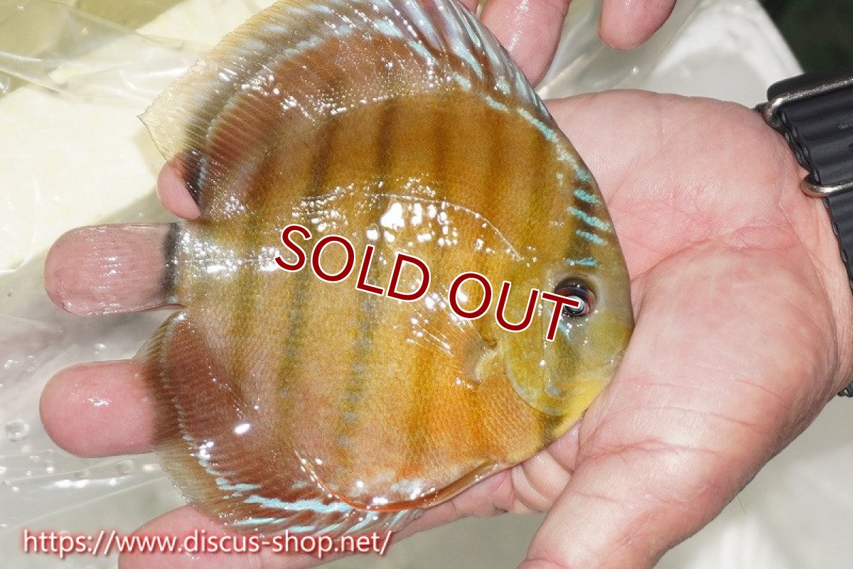 画像2: 【ワイルドディスカス】【通販】【激赤期待大】ラーゴアマニウブラッドレッド【個体販売】13-14cm（生体）ラーゴアマニウ産 (2)