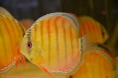 画像1: 【30周年記念セール対象個体】【ワイルドディスカス】【通販】【激赤期待大】ラーゴアマニウブラッドレッド【個体販売】13-14cm（生体）ラーゴアマニウ産 (1)