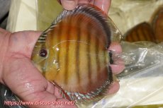 画像2: 【30周年記念セール対象個体】【ワイルドディスカス】【通販】【激赤期待大】ラーゴアマニウブラッドレッド【個体販売】13-14cm（生体）ラーゴアマニウ産 (2)