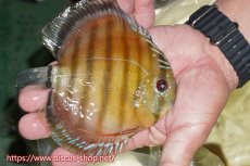 画像3: 【30周年記念セール対象個体】【ワイルドディスカス】【通販】【激赤期待大】ラーゴアマニウブラッドレッド【個体販売】13-14cm（生体）ラーゴアマニウ産 (3)