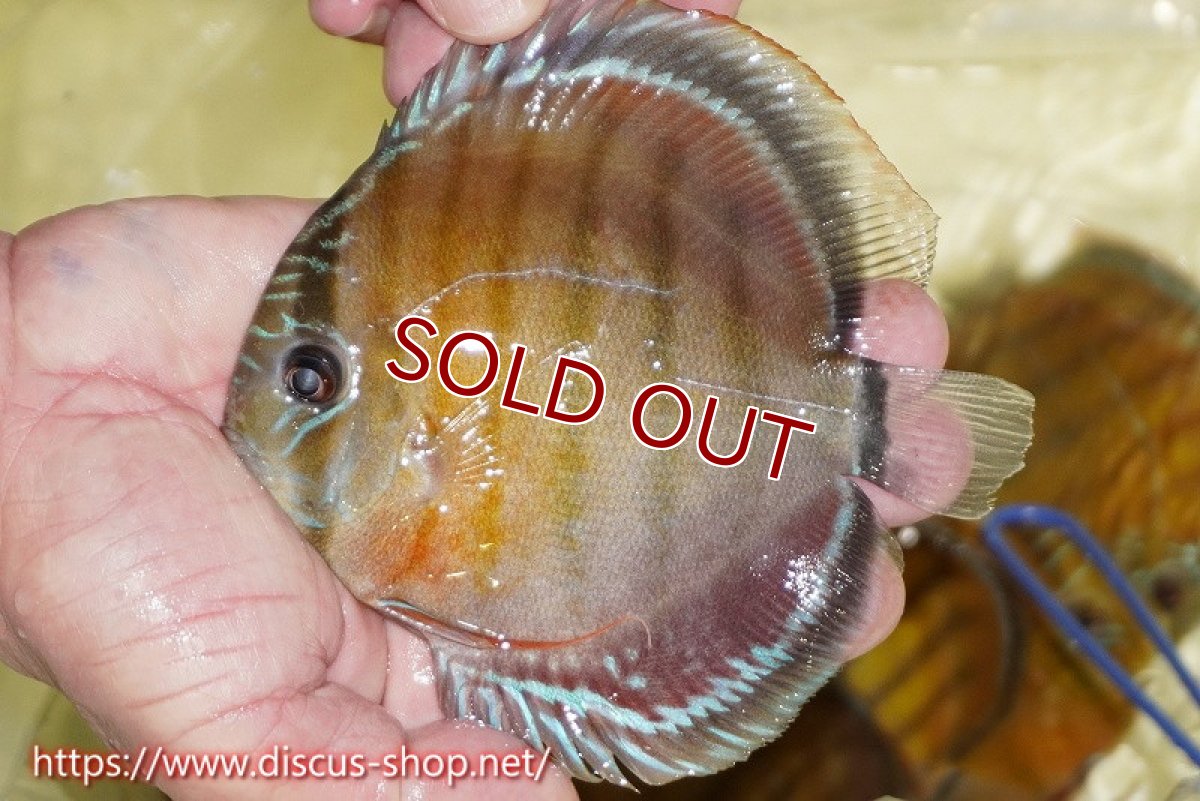 画像1: 【ワイルドディスカス】【通販】【激赤期待大】ラーゴアマニウブラッドレッド【個体販売】13-14cm（生体）ラーゴアマニウ産 (1)