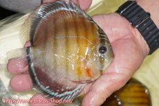 画像2: 【ワイルドディスカス】【通販】【激赤期待大】ラーゴアマニウブラッドレッド【個体販売】13-14cm（生体）ラーゴアマニウ産 (2)