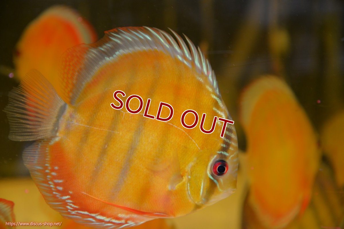 画像1: 【ワイルドディスカス】【通販】【激赤期待大】ラーゴアマニウブラッドレッド【個体販売】13-14cm（生体）ラーゴアマニウ産 (1)