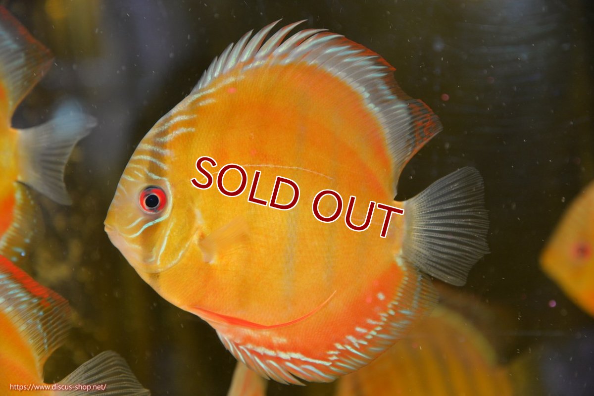 画像2: 【ワイルドディスカス】【通販】【激赤期待大】ラーゴアマニウブラッドレッド【個体販売】13-14cm（生体）ラーゴアマニウ産 (2)