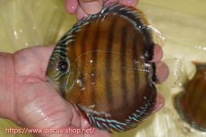 画像3: 【ワイルドディスカス】【通販】【激赤期待大】ラーゴアマニウブラッドレッド【個体販売】13-14cm（生体）ラーゴアマニウ産 (3)