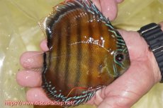 画像4: 【ワイルドディスカス】【通販】【激赤期待大】ラーゴアマニウブラッドレッド【個体販売】13-14cm（生体）ラーゴアマニウ産 (4)