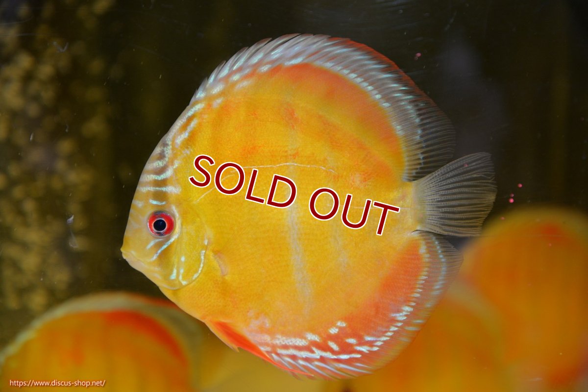 画像1: 【ワイルドディスカス】【通販】【激赤期待大】ラーゴアマニウブラッドレッド【個体販売】13-14cm（生体）ラーゴアマニウ産 (1)