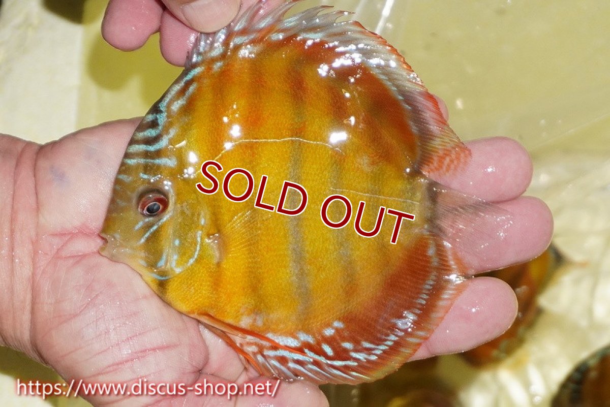 画像3: 【ワイルドディスカス】【通販】【激赤期待大】ラーゴアマニウブラッドレッド【個体販売】13-14cm（生体）ラーゴアマニウ産 (3)