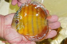 画像3: 【ワイルドディスカス】【通販】【激赤期待大】ラーゴアマニウブラッドレッド【個体販売】13-14cm（生体）ラーゴアマニウ産 (3)