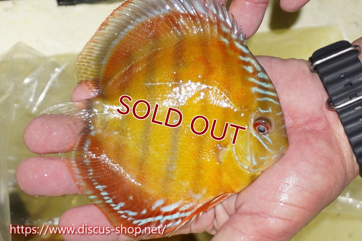 画像4: 【ワイルドディスカス】【通販】【激赤期待大】ラーゴアマニウブラッドレッド【個体販売】13-14cm（生体）ラーゴアマニウ産 (4)