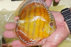 画像4: 【ワイルドディスカス】【通販】【激赤期待大】ラーゴアマニウブラッドレッド【個体販売】13-14cm（生体）ラーゴアマニウ産 (4)