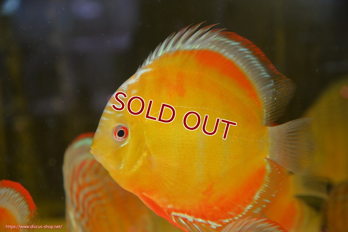 画像1: 【ワイルドディスカス】【通販】【激赤期待大】ラーゴアマニウブラッドレッド【個体販売】13-14cm（生体）ラーゴアマニウ産 (1)