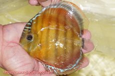 画像1: 【ワイルドディスカス】【通販】【激赤期待大】ラーゴアマニウブラッドレッド【個体販売】13-14cm（生体）ラーゴアマニウ産 (1)